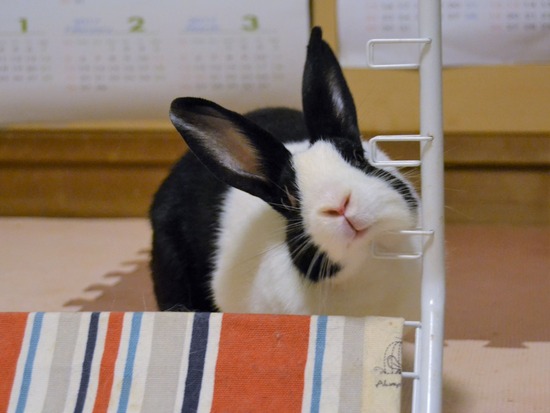 210815 おっきDSC_2287 (2)