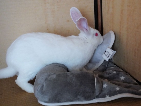 230318しろDSC05647 (2)