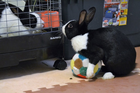 210723 オビワンDSC_2813 (2)