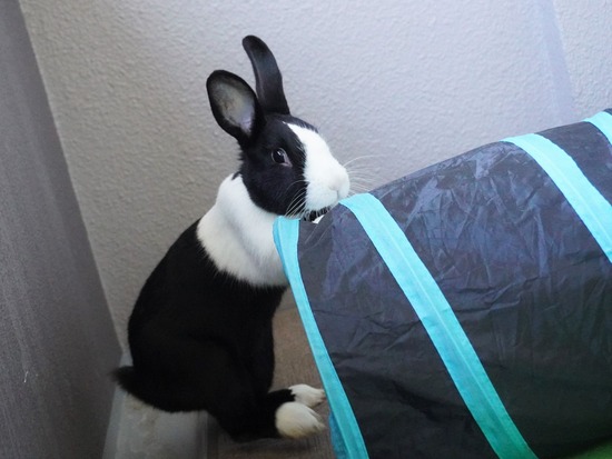 220212ビスケDSC05565 (2)