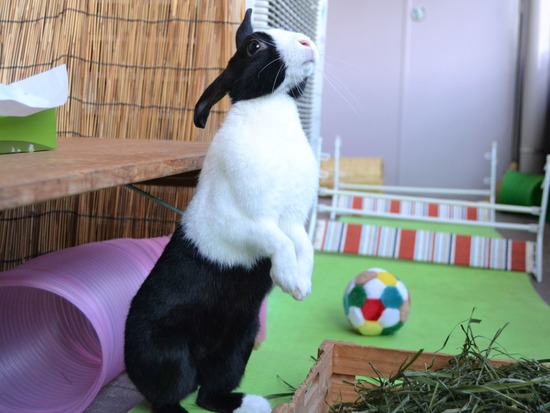 211212 koma DSC_1294 (2)