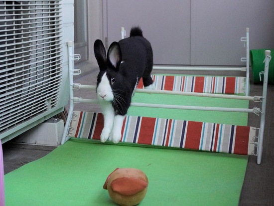 220410ビスケDSC00842 (2)