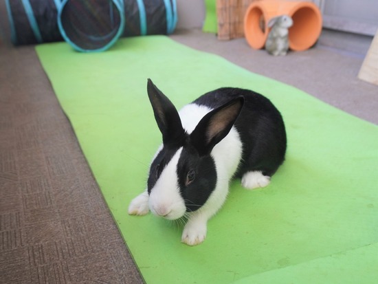 211226 クッキーDSC00331 (2)