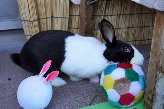 220103 クッキーDSC01557 (2)