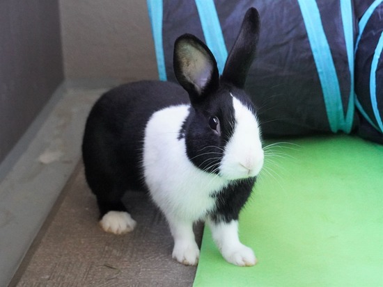 220212ビスケDSC05402 (2)