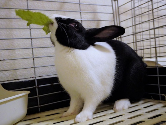 220827あんこDSC08668 (2)