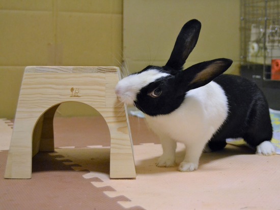 210815 こまDSC_2253 (2)