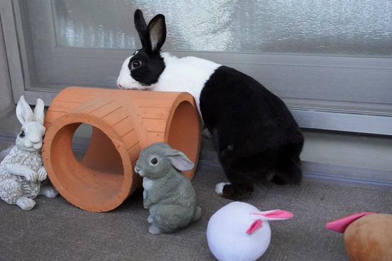 20230429くりDSC06182