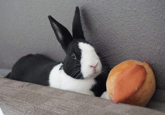 220605ビスケDSC06914 (2)