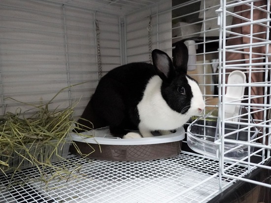 221123わらびDSC03837 (2)