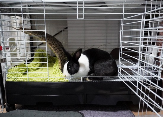 221123わらびDSC03846 (2)