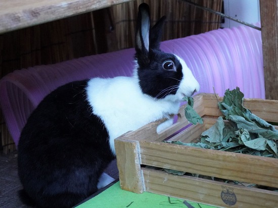 220212komaDSC05987 (2)