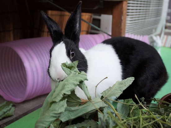 20230429るりDSC06066_2