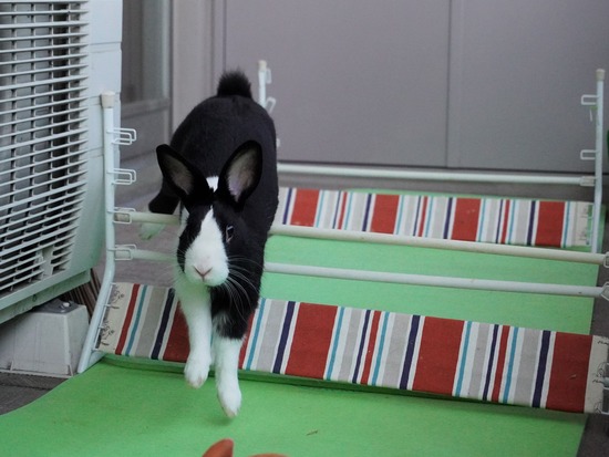 220410ビスケDSC00887 (2)