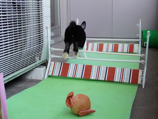 220410ビスケDSC00884 (2)