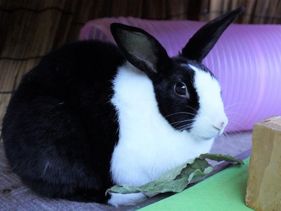 220212komaDSC06103 (2)