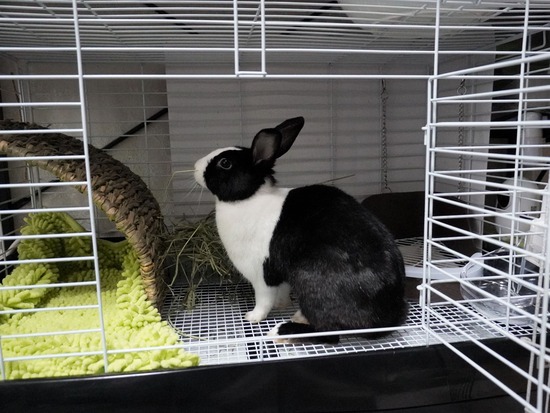 221123わらびDSC03845 (2)