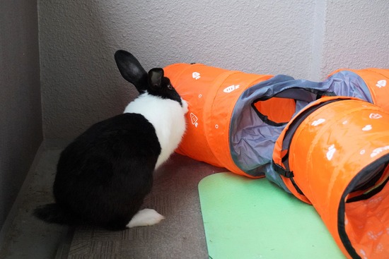 20230429げんDSC06931