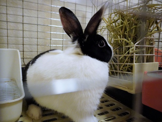 220825しらたまDSC08566 (2)