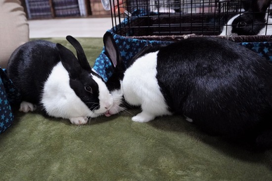 220917わらびDSC00611 (2)