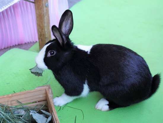 220103ビスケDSC02042 (2)