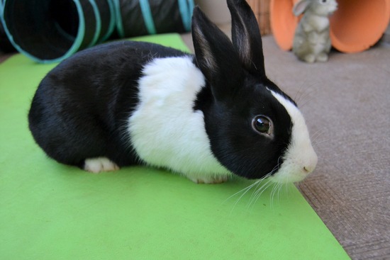 211226 ビスケDSC_1339 (2)