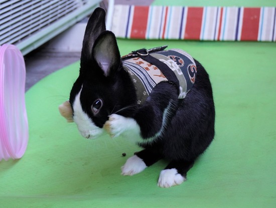 220101ビスケDSC00823 (2)