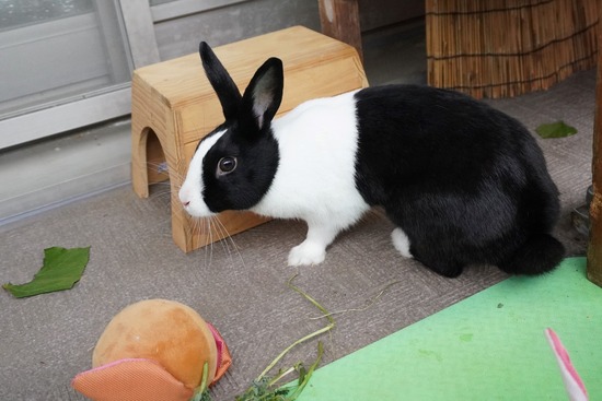 20230429あいDSC06577 (2)