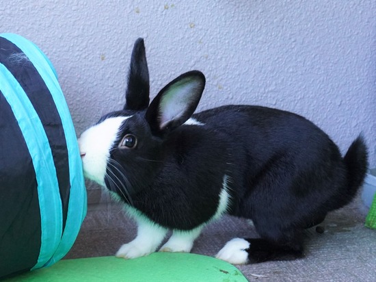 220103ビスケDSC01839 (2)