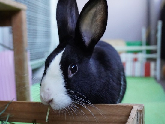 220129ビスケDSC04557 (2)