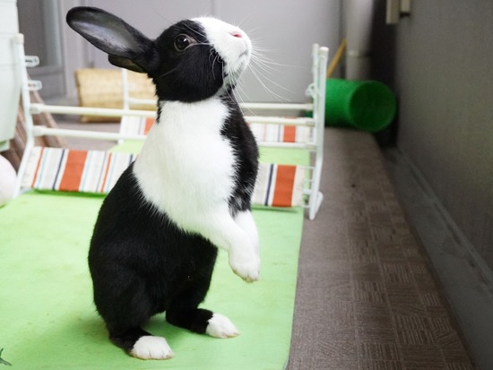 220213ビスケDSC06559 (2)