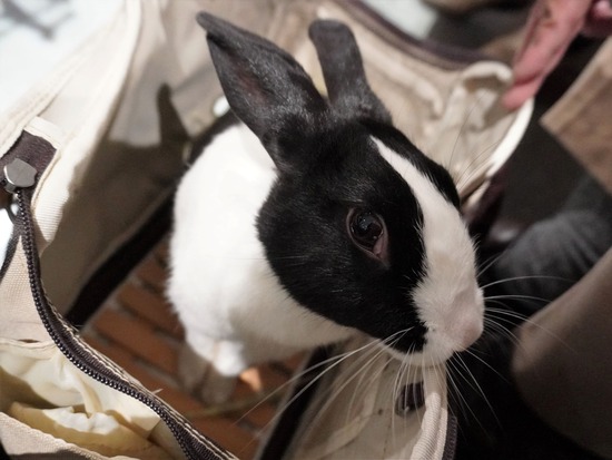 221029きなこDSC03422 (2)