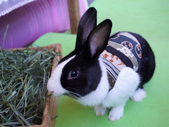 220101くっきーDSC00616 (2)