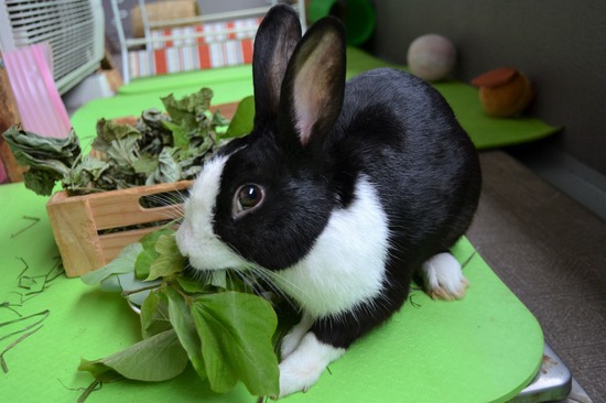 210912 obi DSC_2416 (2)