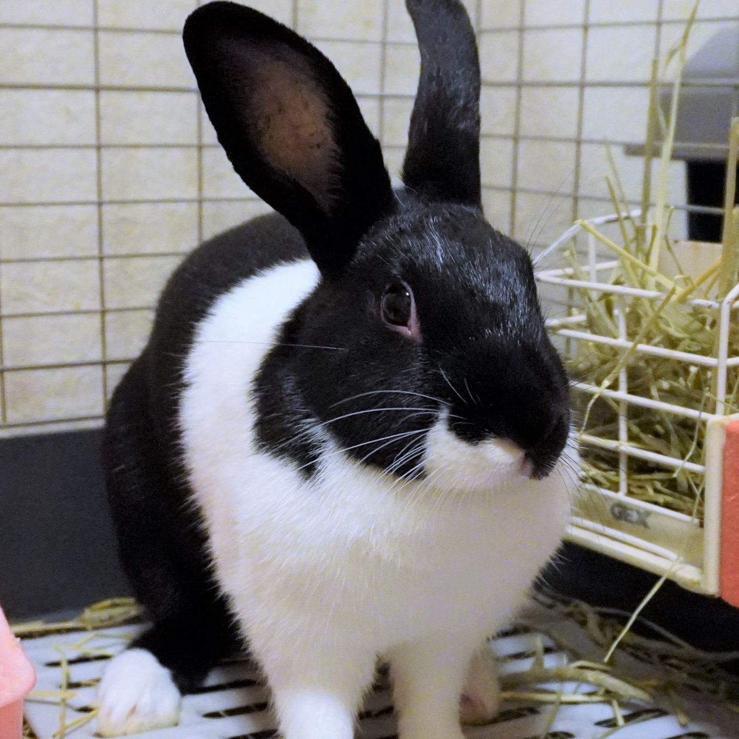 ダッチ里親募集のお知らせ 記事固定 兎鳥庵 うさぎさんの里親募集