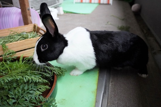 20230611みるDSC00687