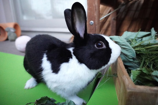 20231001こんDSC03615