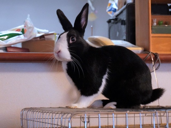 220709ビスケDSC07382 (2)