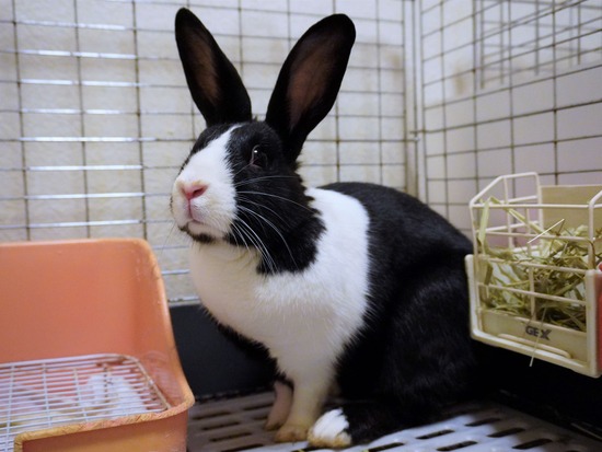 220827もなかDSC08912 (2)