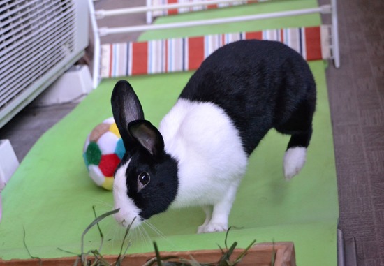 211212 koma DSC_1312 (2)