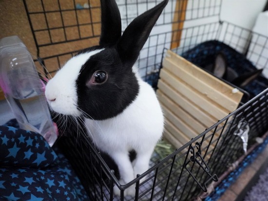 220205クッキーDSC05315 (2)