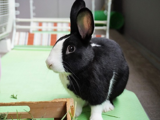 220417ビスケDSC01342 (2)