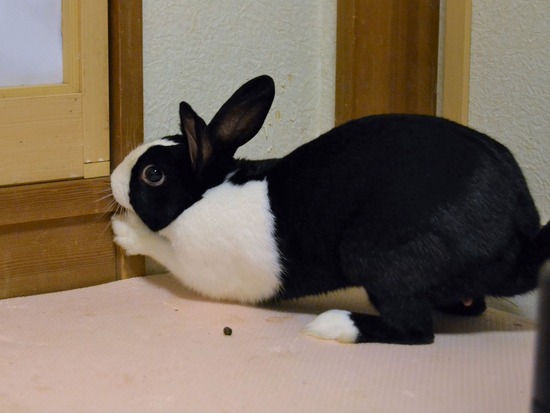 210723 ビーツDSC_0376 (2)