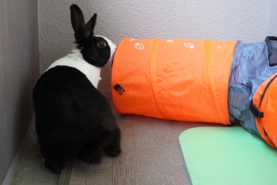 20230429くりDSC06156