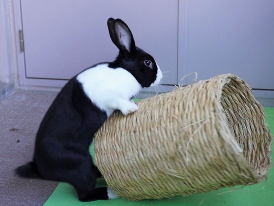 220103ビスケDSC01742 (2)