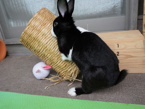 220417ビスケDSC01332 (2)