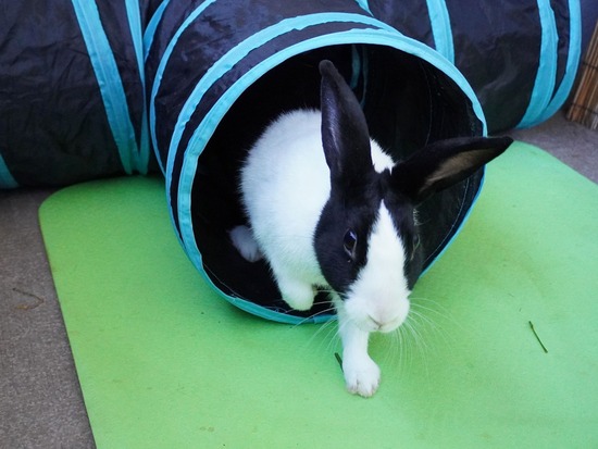 220110komaDSC02751 (2)