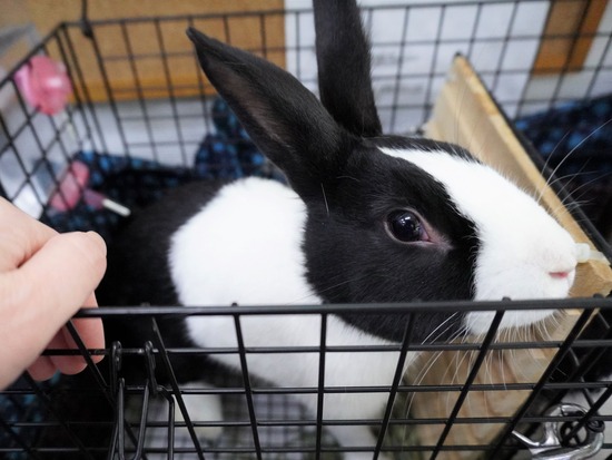 220205クッキーDSC05321 (2)