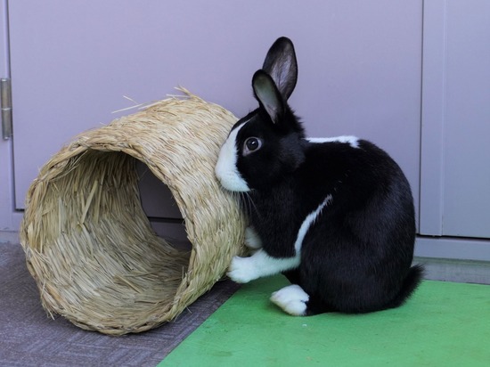 220103ビスケDSC01699 (2)