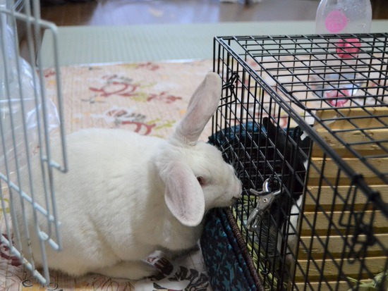 211120komaDSC_1343 (2)